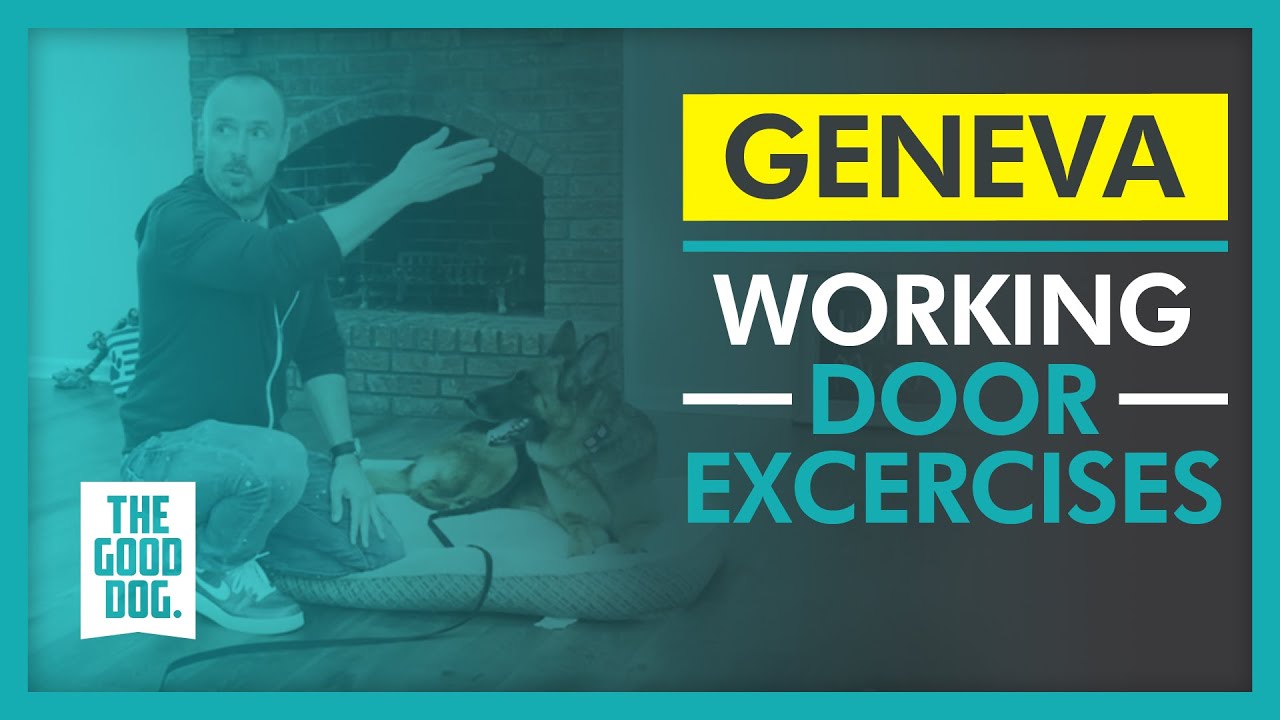 Working door excercises Geneva The Good Dog Training YouTube