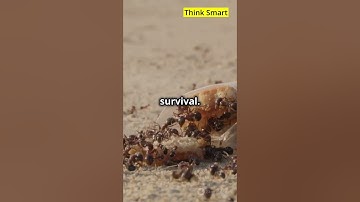 How Animals Communicate: Nature’s Secret Language 🐦🦋#animalfacts #animalbehavior #animalshorts
