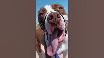 Working through Reactive behavior can be hard, but it can be done 🐶❤️ #dogtraining #pitbull