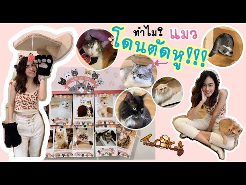  Cat  Cafe  in Singapore  ENG SUB CC  