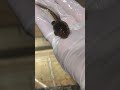 オジャマタクシなのに溺れちゃうカエル😂