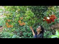 Harvest sweet Rambutan fruit in my homeland
