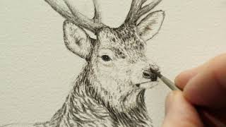 Watch Me Paint This Sketch of a Red Stag | My Wildlife Art | Robert E Fuller