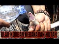 MENOLONG ULAR YANG KEHAUSAN KORBAN KEBAKARAN HUTAN