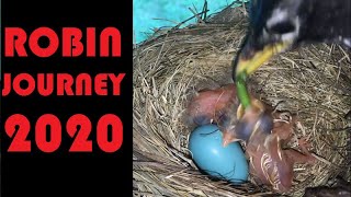 ROBIN JOURNEY June 19-Baby Robin Feeding Frenzy