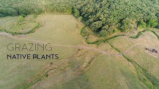 Grazing Native Plants - Bringing Back the Edges