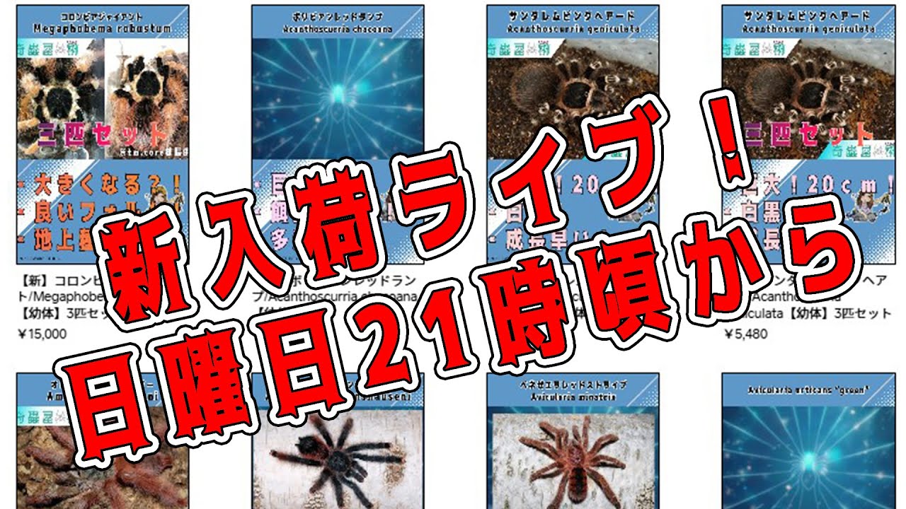 タランチュラ紹介【タランチュラ新入荷LIVE】 - YouTube