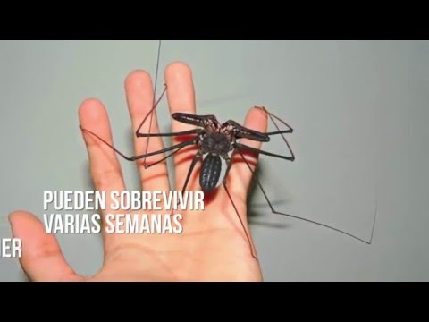 Vídeo: Les Aranyes De Taràntula Estan Disposades A Convertir-se En La Següent Mascota De Moda