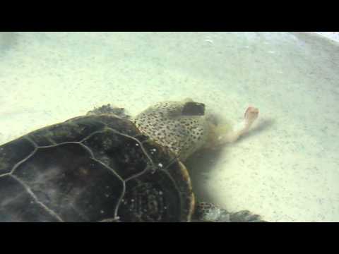 Diamondback Terrapin eating shrimp...