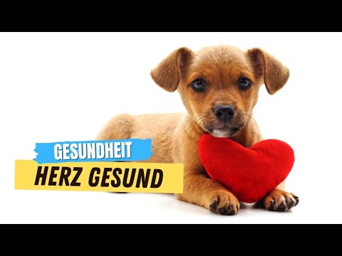 Video: Herz- Und Halsschlagadertumoren Bei Hunden