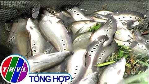 THVL | Người nuôi cá thát lát ở Hậu Giang trúng đậm