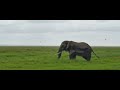 Elephant mle amboseli kenya