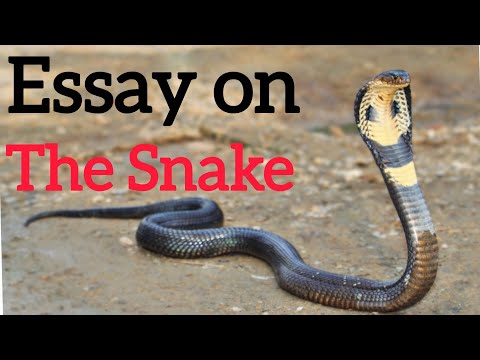 essay on snake/essay on snake in english/english paragraph on snake/paragraph on snake in english.