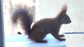 Süßes Eichhörnchen protestiert!! Kommt zu spät, Nuss-Frühstück abgeräumt! Bekommt es zweite Chance?