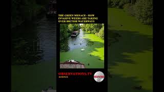 The Green Menace — How Invasive Weeds Are Taking Over British Waterways • Observations.tv - (530)