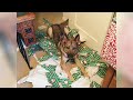 CATS & DOGS vs CHRISTMAS PRESENTS - Funniest PET VIDEOS