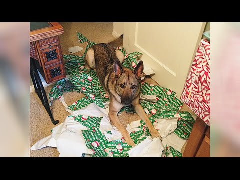 CATS & DOGS vs CHRISTMAS PRESENTS - Funniest PET VIDEOS