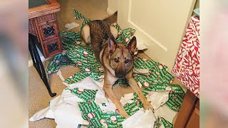 Cats & Dogs Vs Christmas Presents - Funniest Pet Videos