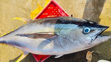 ocean tuna, grilled satay / cá ngừ đại dương nướng sa tế