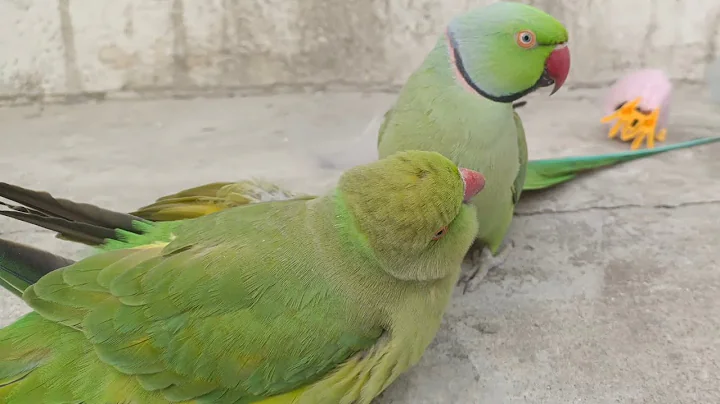 Ringneck Parrot Saying Mithu Mithu