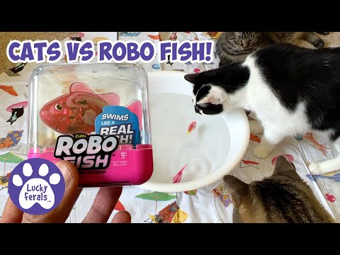 Cats vs Robo Fish - Robo Fish For Cats - S5 E38 - Fish Toy For Cats