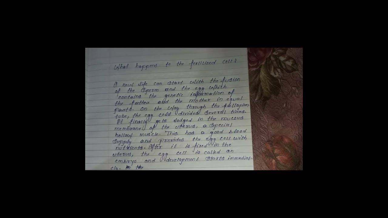 What happens to the fertilized egg cell? definition YouTube