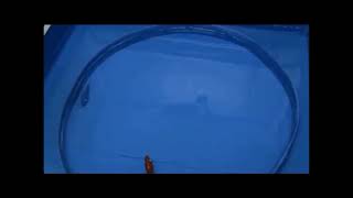 Bio-mimetic robotic fish: model 2 swimming