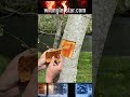 Tree surgery