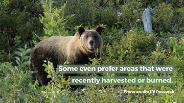 The Forest Life Cycle