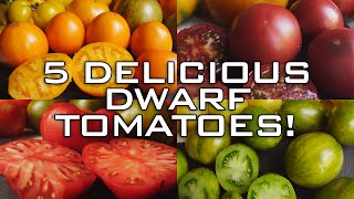 5 DELICIOUS DWARF TOMATO VARIETIES!