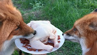 Лиса получила курицу на день рождения