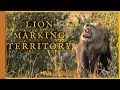 Lion Marking Territory // Masai Mara // Wild Extracts