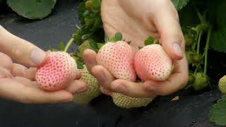 White Strawberries