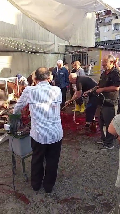 professional Qasai 2025 Eid ul adha | Cow qurbani 2025 turkey istanbul
