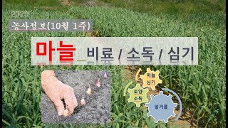 [농사정보] (10월1주)  마늘_밑거름&토양및종구소독&마늘심기