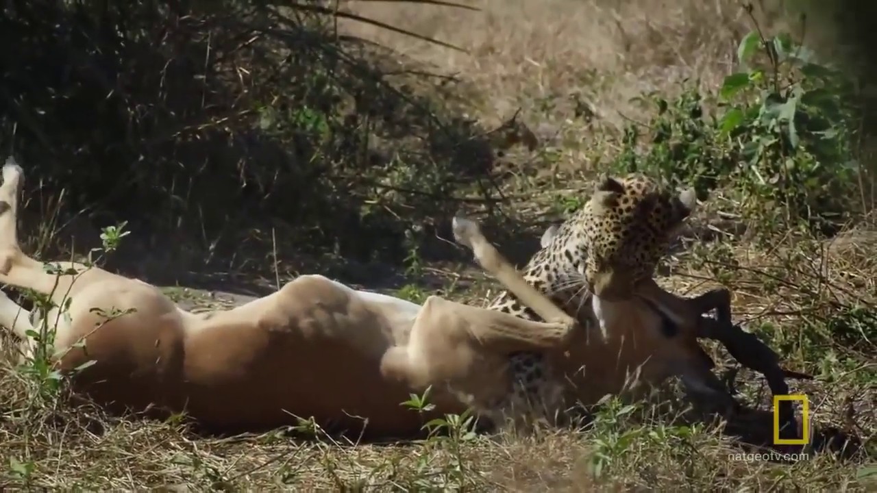 Top 10 Biggest Wild Cats Hunting!