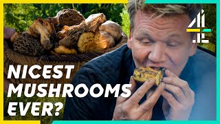 The Secret Location of the World’s TASTIEST Mushrooms | Gordon Ramsay: Uncharted