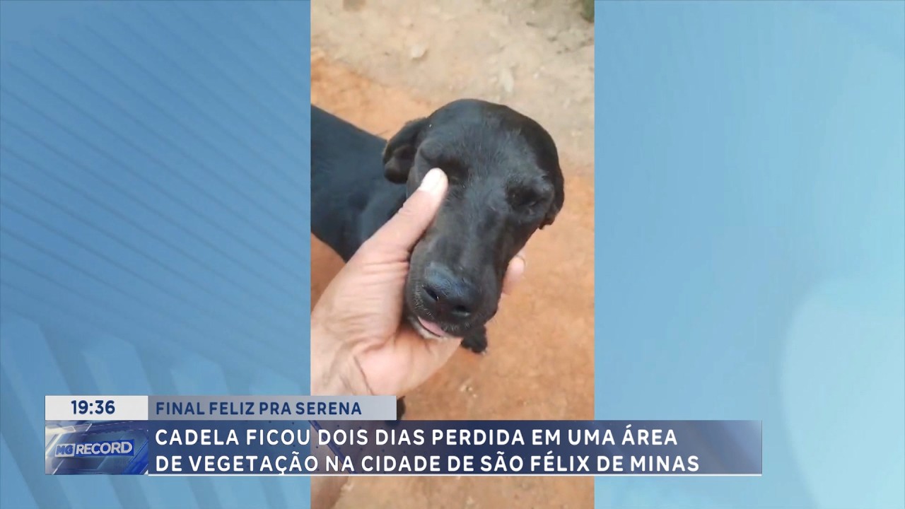 Final feliz: Cadela Serena é encontrada após dois dias perdida em vegetação em São Félix de Minas.