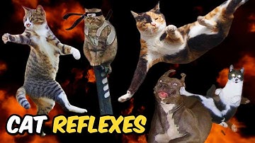 Cats Reflexes 🤯💀| The Science Revealed