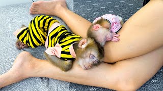 Monkey Kaka and Monkey Mit sleeping hugging mom's look so cute