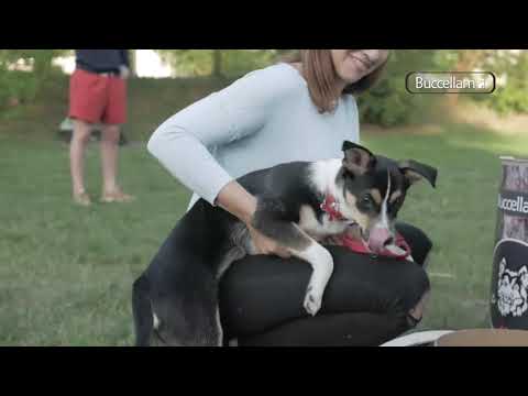 Video: Kodėl Iš Tikrųjų Svarbu Jūsų šuns Svoris - Kovoti Su Antsvorį Turinčiais šunimis
