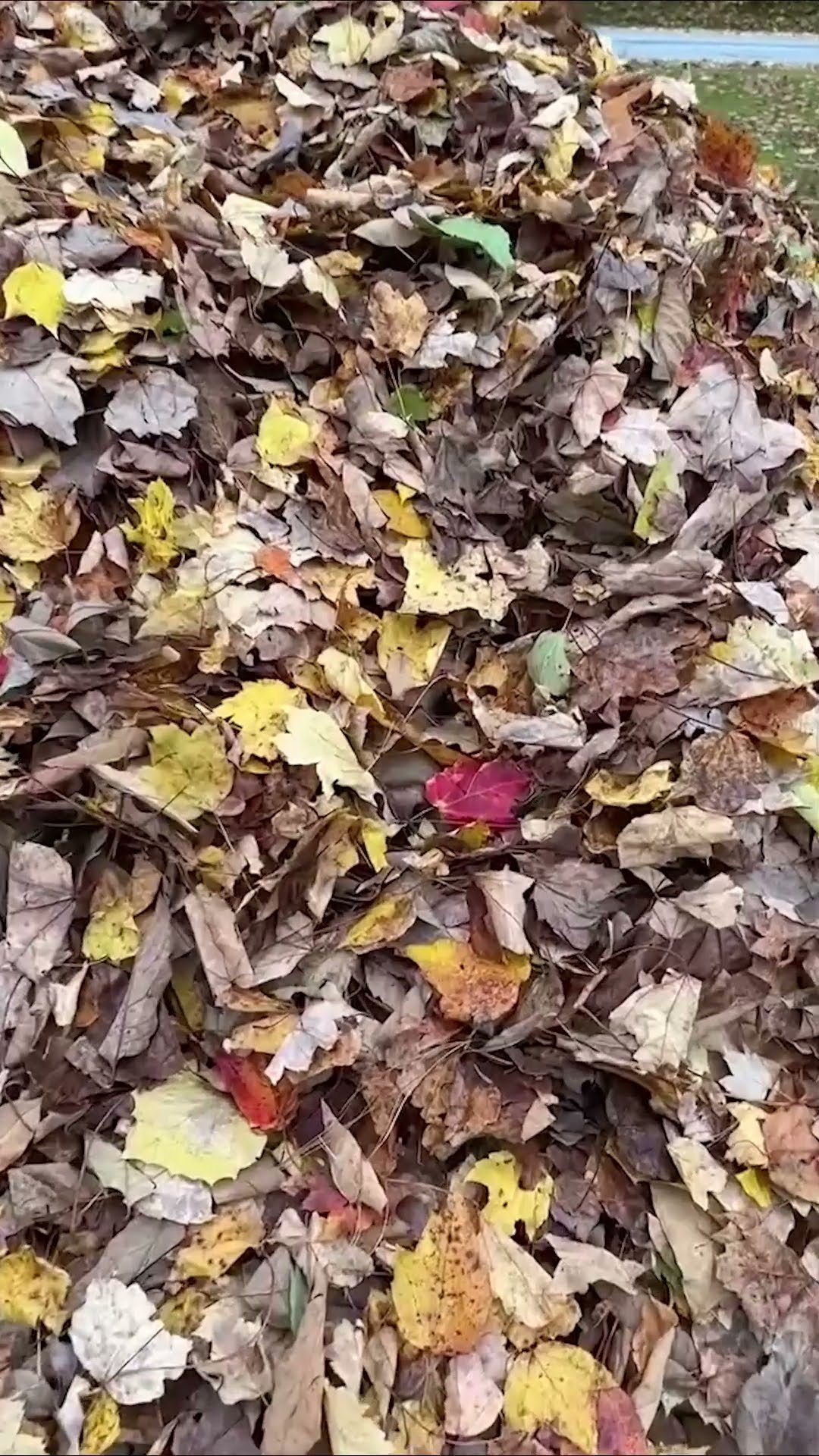 Leaf Piles are Dangerous