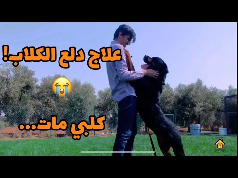 فيديو: هل تعض الكلاب بسبب الطبيعة أو التنشئة؟