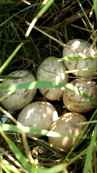 BERBURU SARANG BURUNG SINTARAN SAWAH