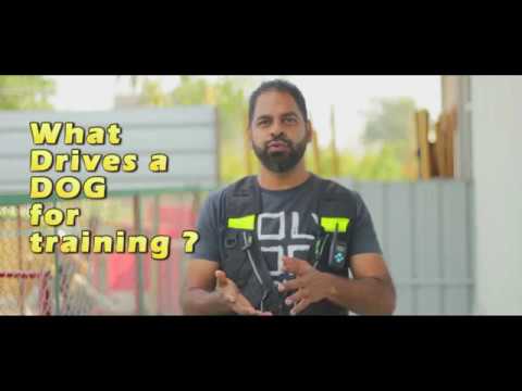 dog care courses Dog Training in hindi - What drives a dog for training - Part 5 by Akram Khan