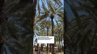 Oasis Kota Madinah  Selengkapnya Di Caption  umrohunited baitullah fyp