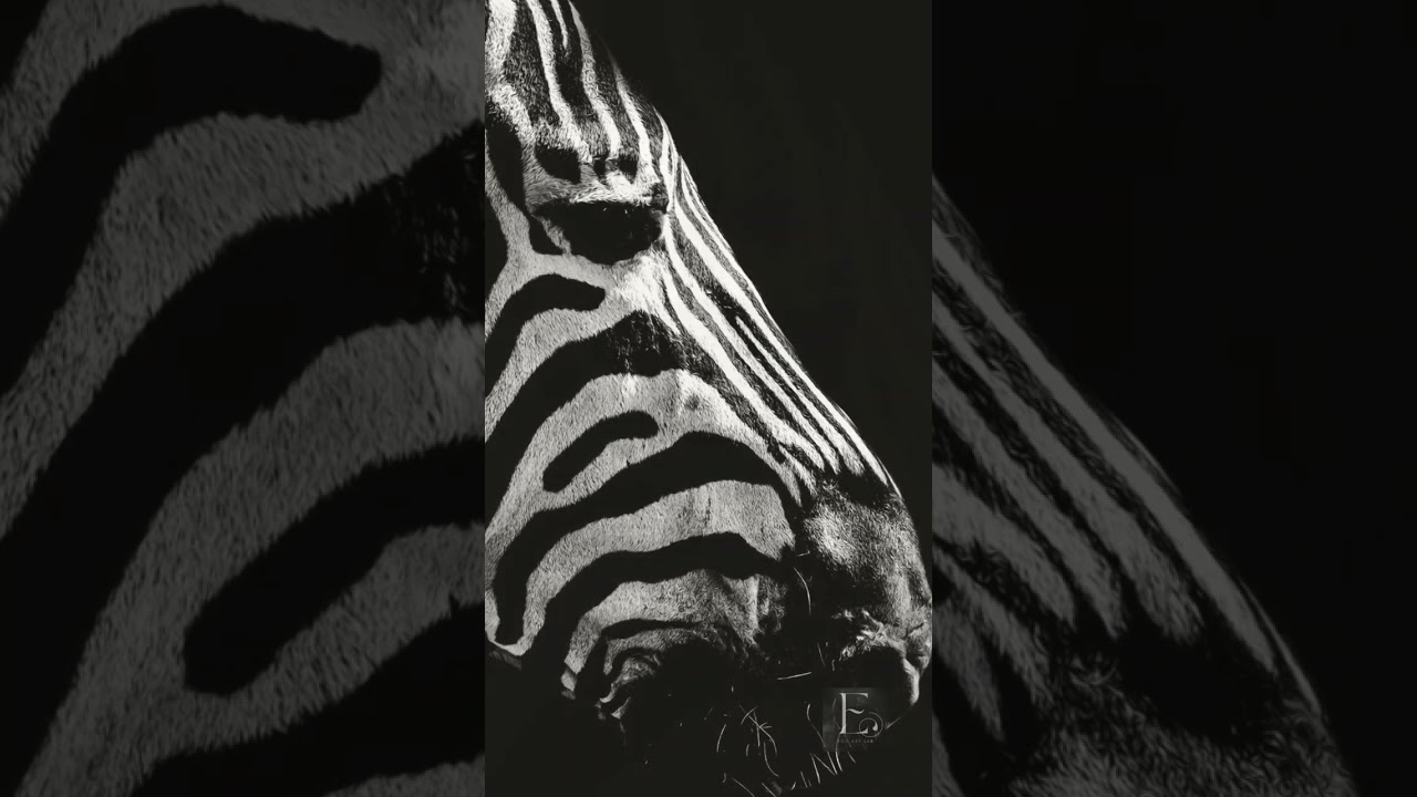 Zebras’ unique patterns