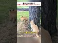 猫の勇気は無限大！？猛獣にも立ち向かう小さなヒーロー！ #猫の勇敢さ #野生の本能 #守る力 #オレンジ猫 #キジトラ猫