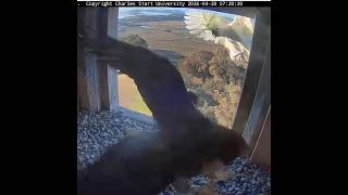 FalconCam 2026 04 20 Gimbir v cockies
