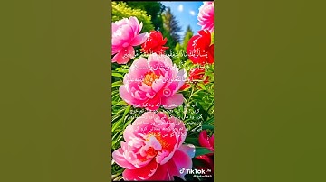 سورة البقرة ايت 215تک#قرآن #خاشعة #المصحف #اكسبلور